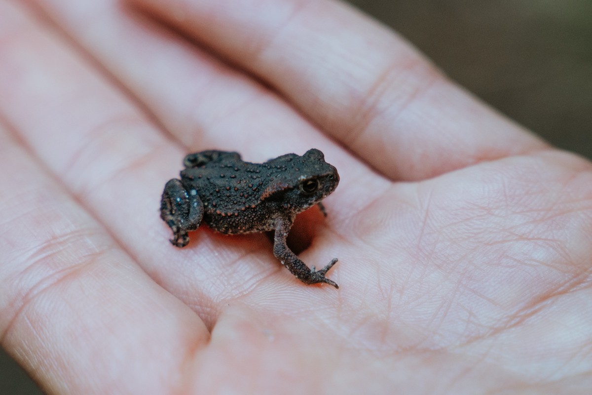 Kleiner Frosch