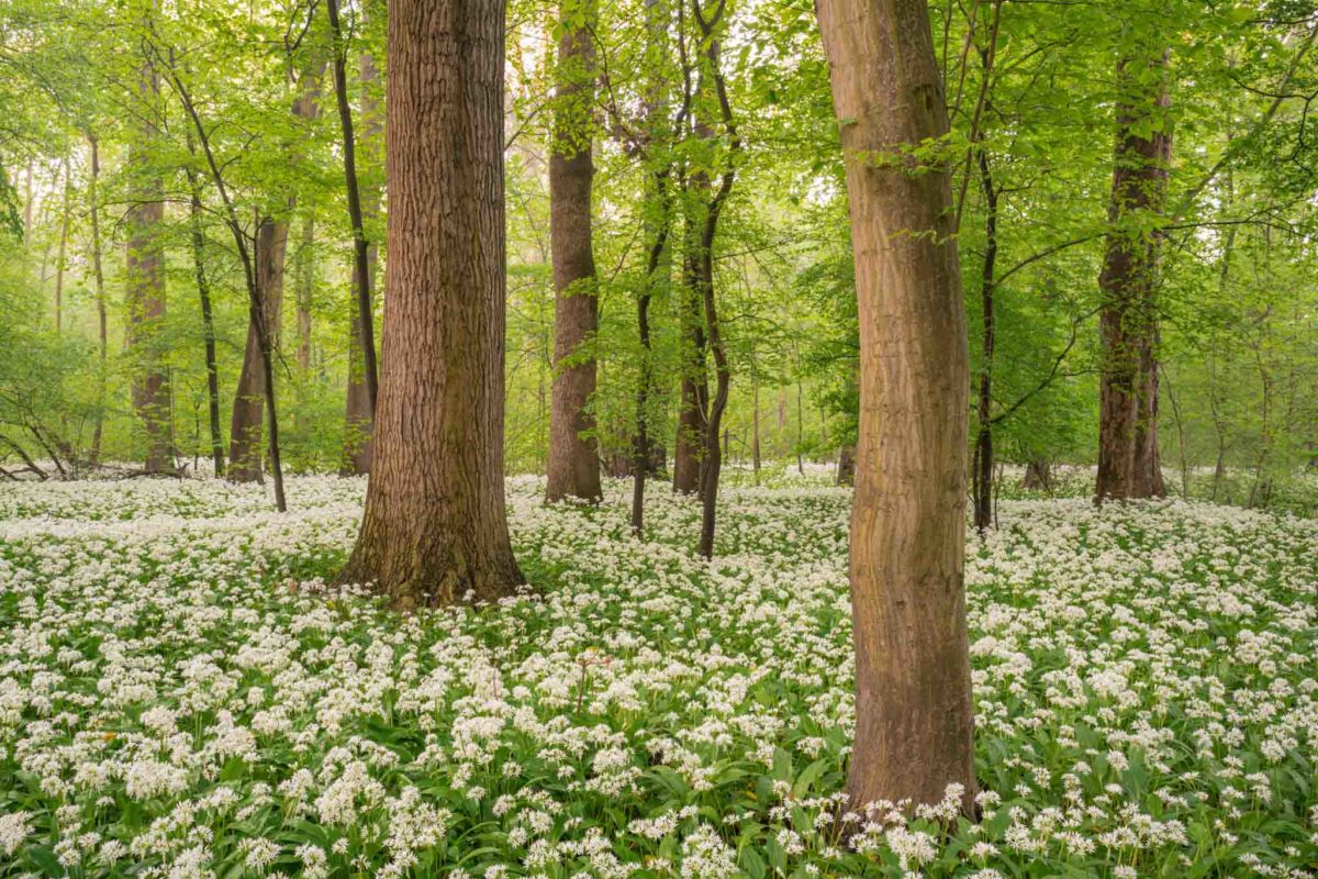 Auwald Leipzig